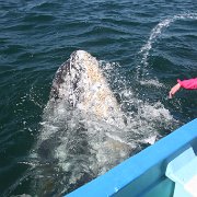 IMG 0001 2 (303)
